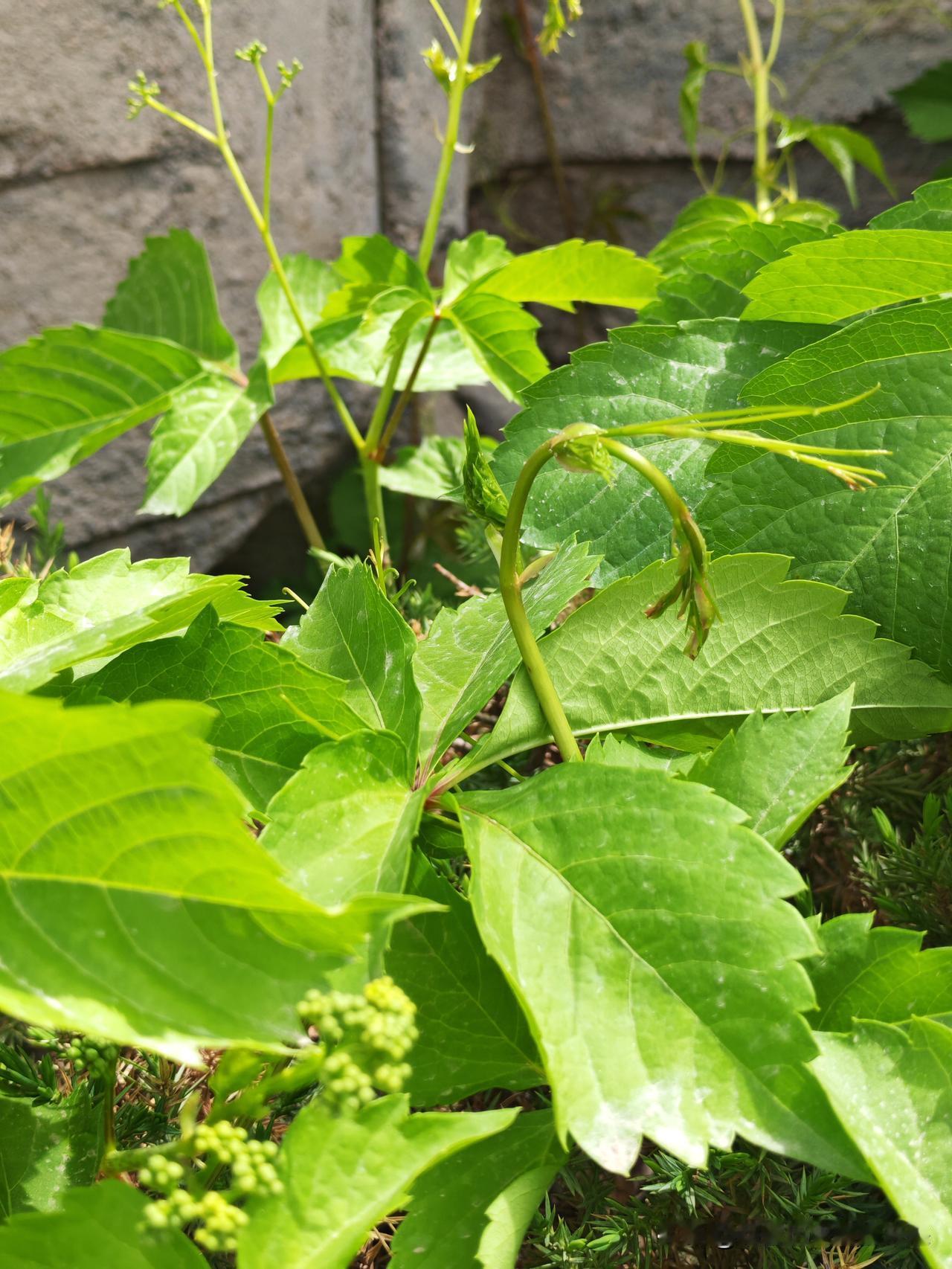 翠叶叠成碧玉笺，嫩茎蜷作小钩船。
晨光偷洒青痕里，写满春心未肯言。