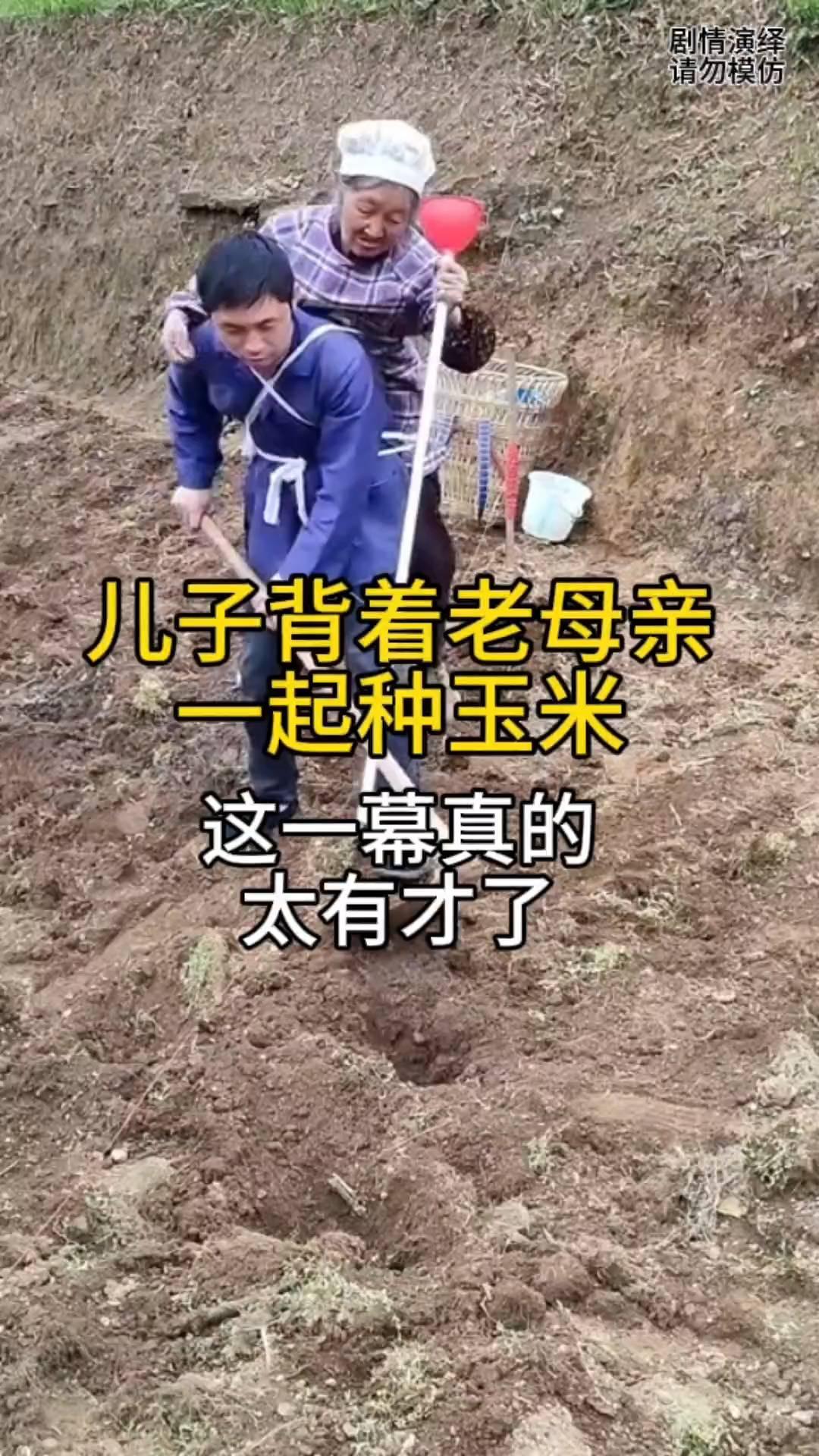 儿子背着老母亲一起种玉米，这一幕真的太有才了。
儿子在地种玉米，带着老妈，只见儿