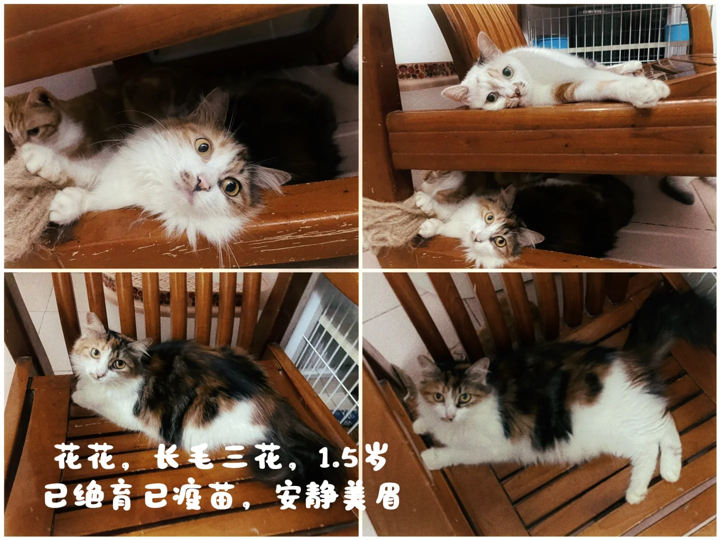 领养墙