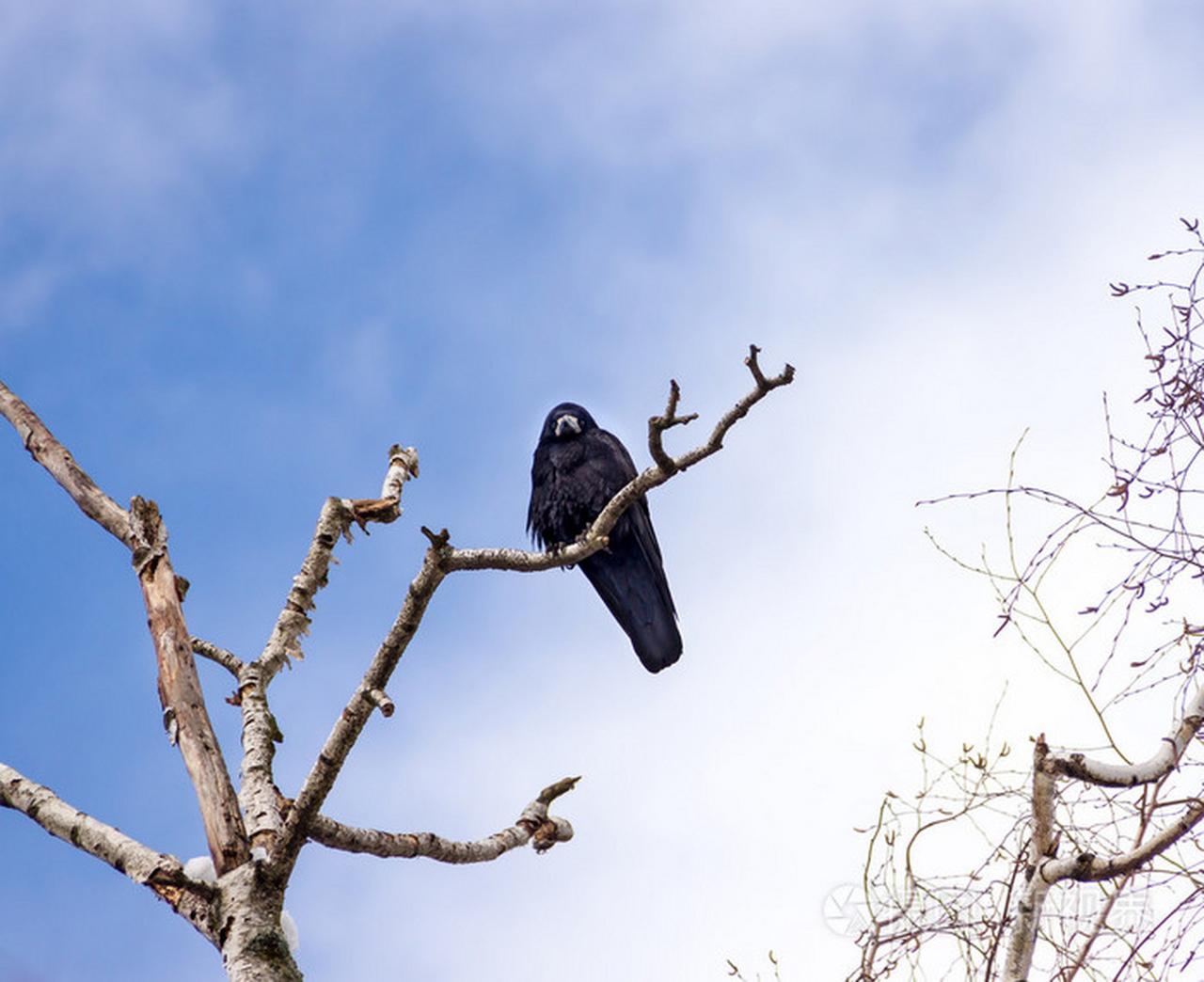 下联.：鸦登枯树朽木啼。

（图片来自网络）