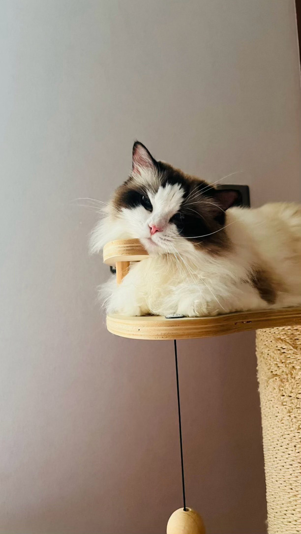 求助：我的猫怎么好像头很痒