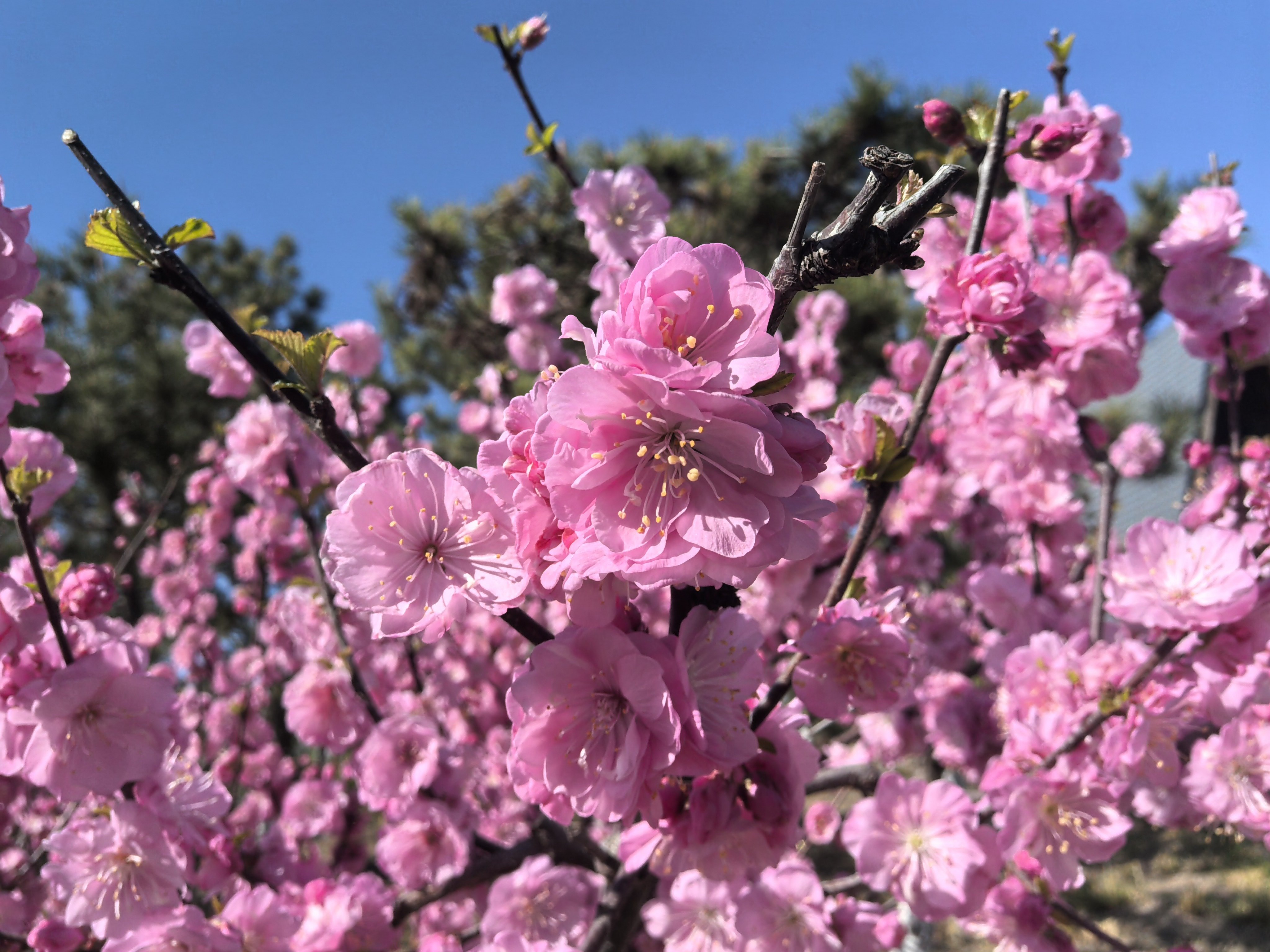 天晴朗，风很疾，风铃声下我许愿：如果我足够幸运的话，还选你当我的娟姐。 
