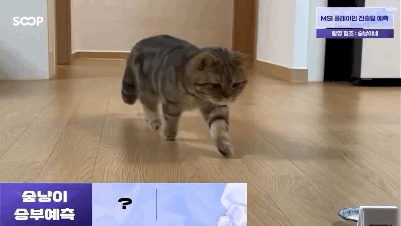 小猫的选择是T1 