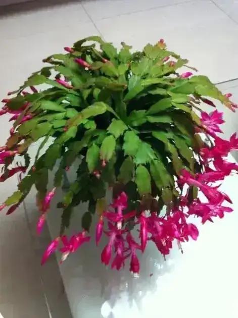 养花对身体健康大有裨益
                     微头条
   