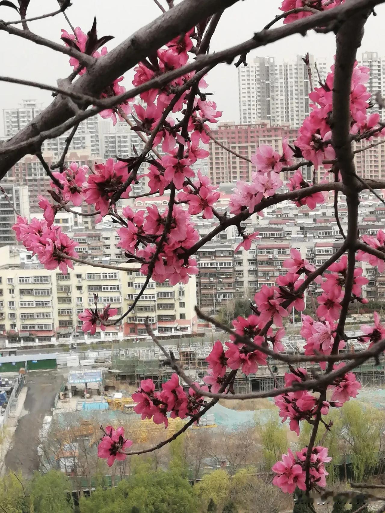 请展示您相册里野花的美