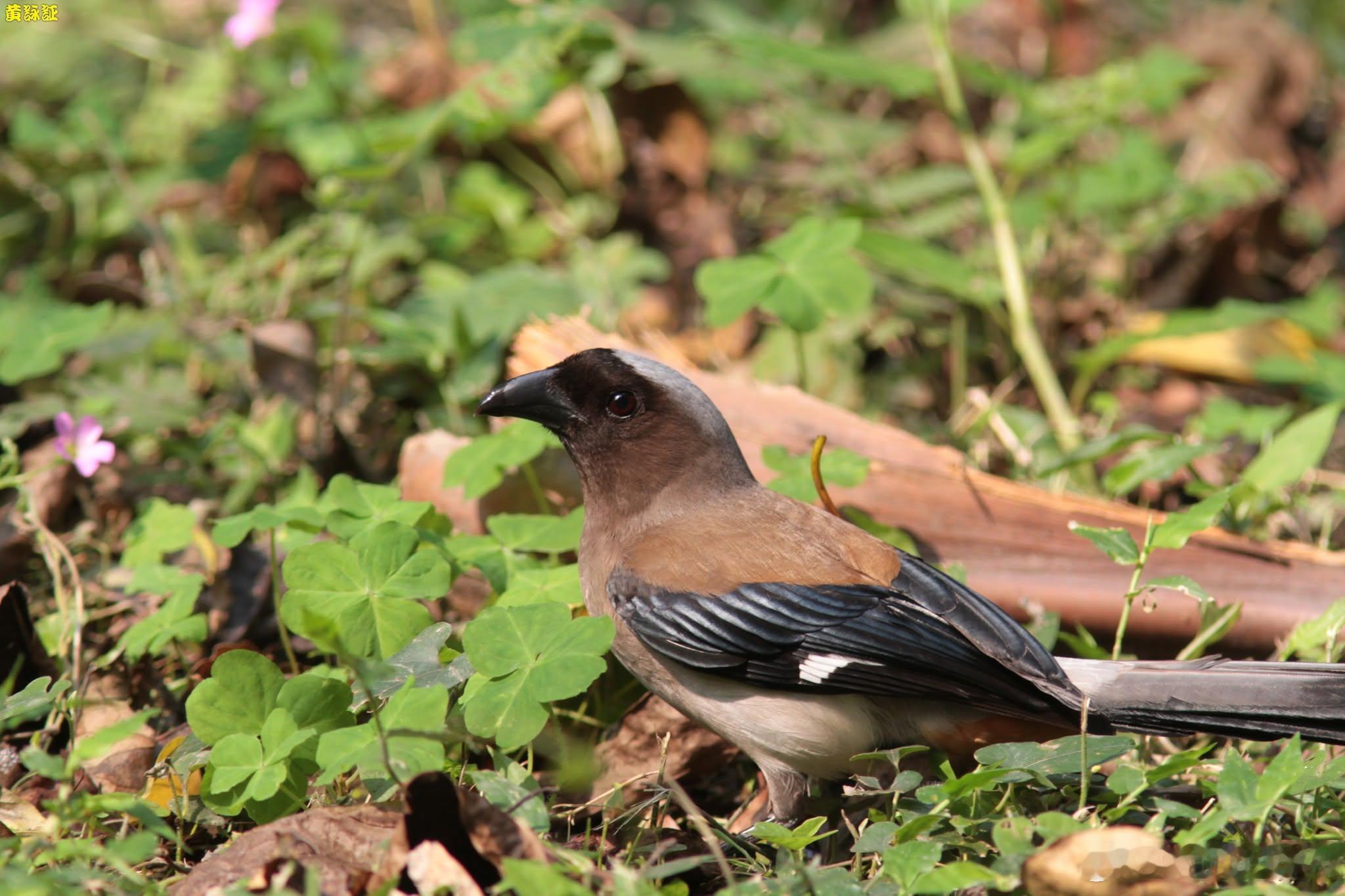 20260718，早安Dendrocitta formosae formosae