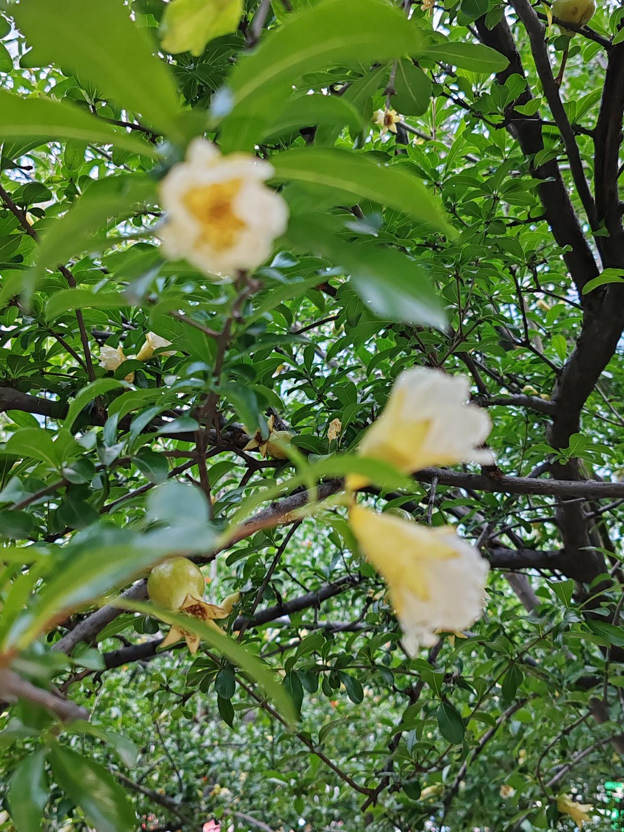 相册里的花花草草《白石榴》人间多唱石榴红，哪知事奇惊眼睛。一树白花俏俏绽，已有石