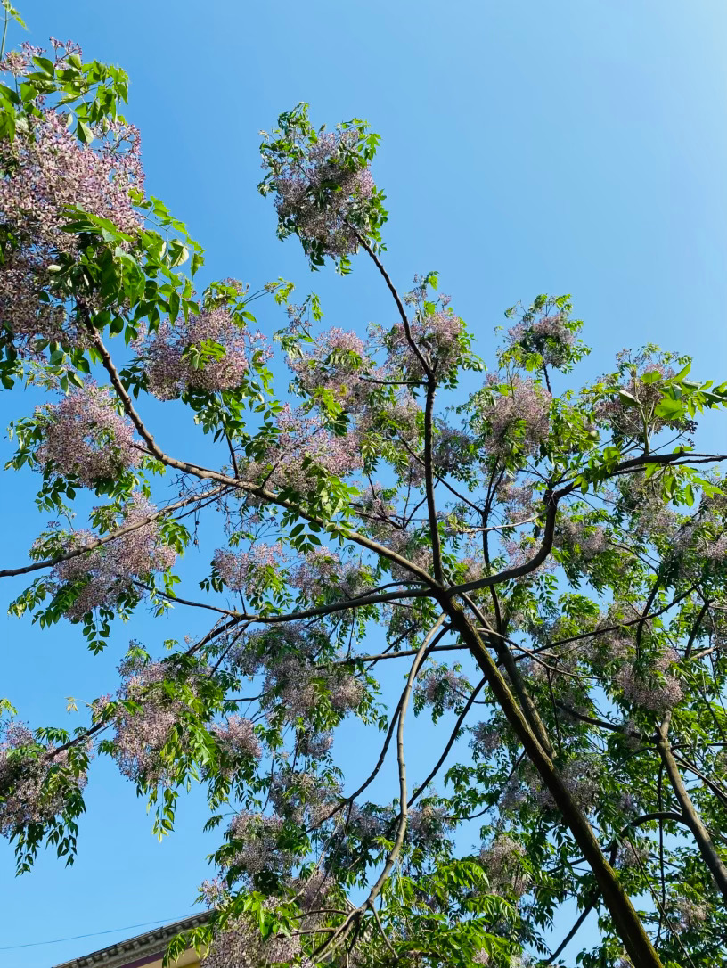 生活手记记录真实生活摄影摄影摄影 春末夏初，当落红褪尽、繁花渐歇，苦楝树便悄然绽