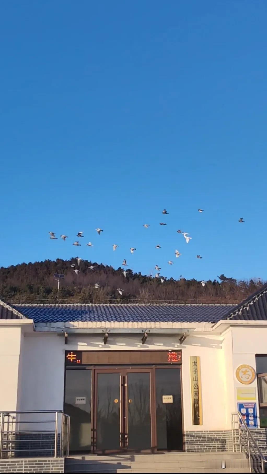 周末登太子山，遇群鸽飞翔。
        恰如一句唐诗：绕吾白鸽旋，恰似鹦鹉鸟