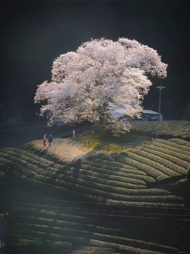 要相信，这个世界有永恒的爱。但也要明白，人类这种电光火石般产生的情感，最绚丽的一
