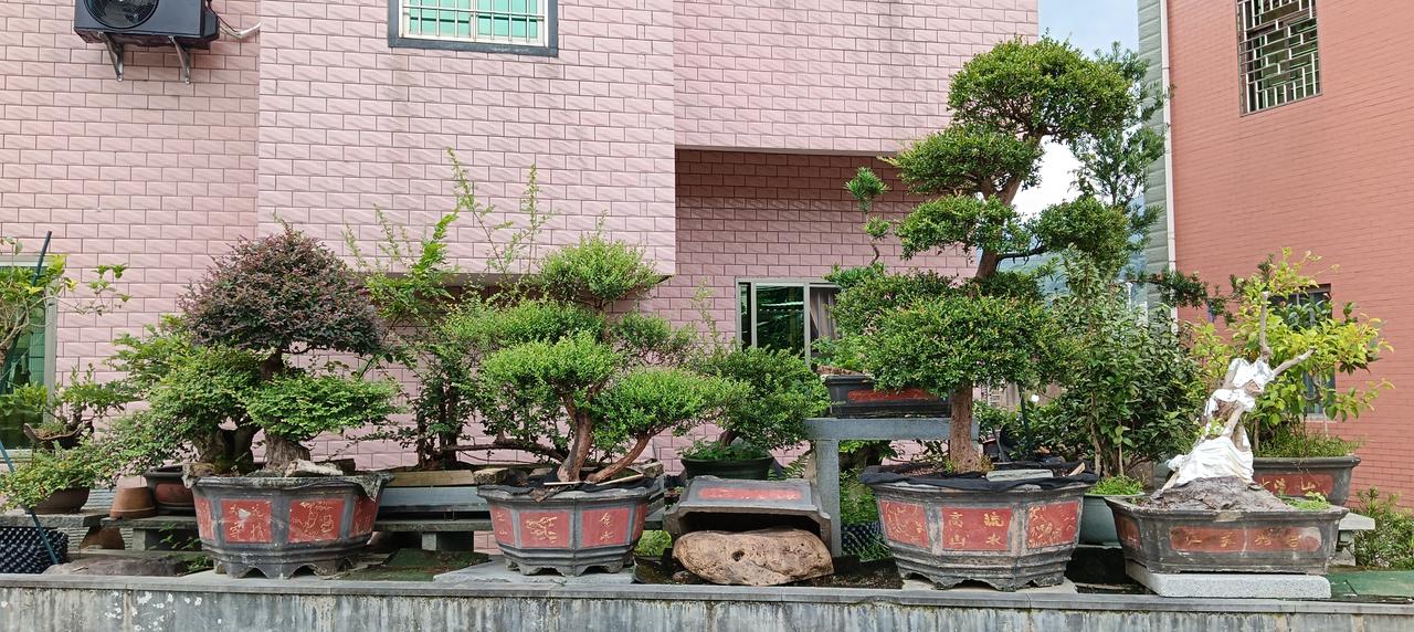 漳州市长泰区林墩——林先生特别喜欢花草，利用自家楼房后面一处空地种植花草，虽是后