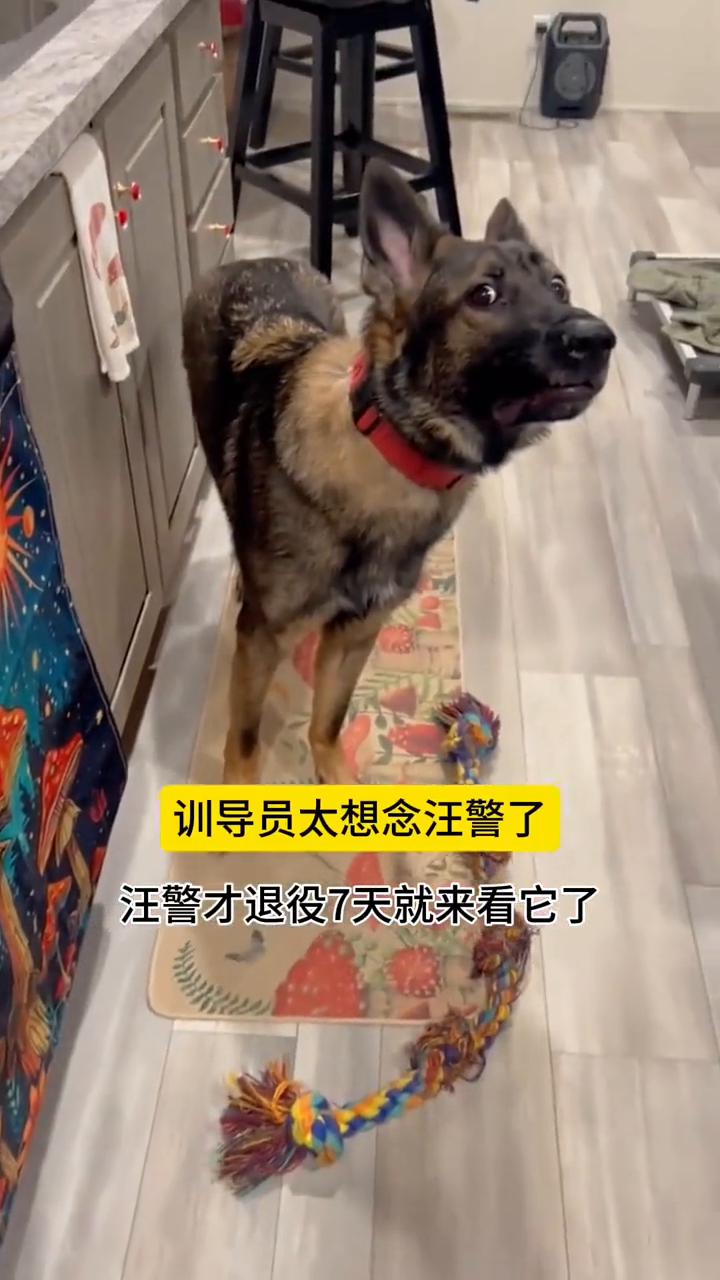 训导员太想念汪警了，汪警才退役7天就来看它了。