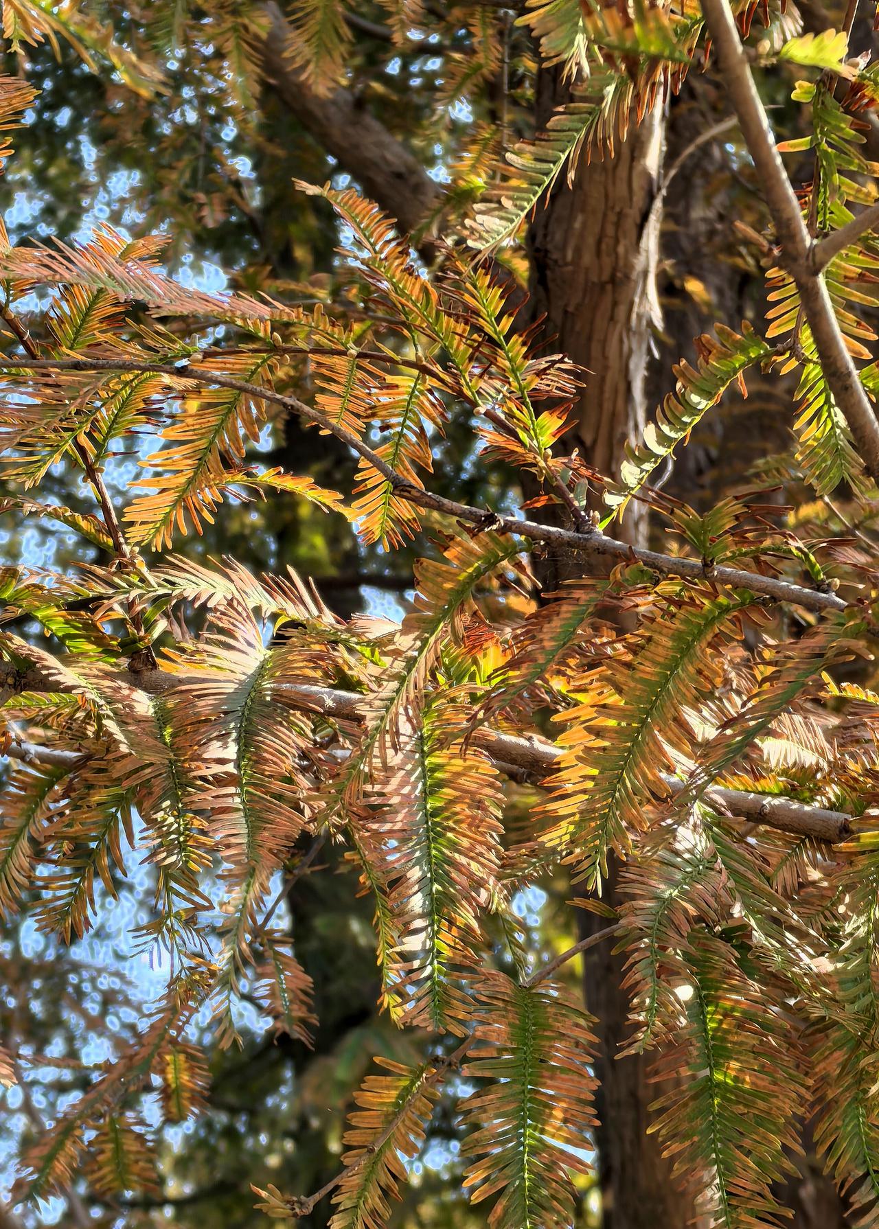 分享大树之美水杉枝叶之美就像开屏的孔雀🦚[赞][赞][赞]