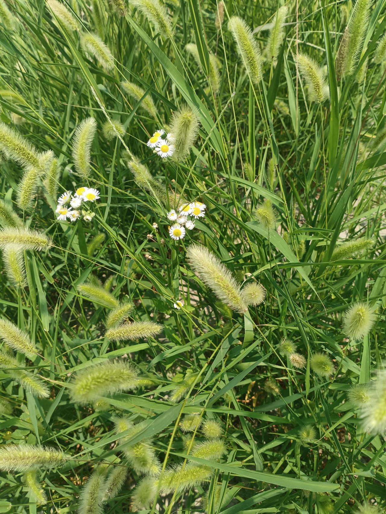 狗尾草随风摇曳，小白野花点缀在青草丛间，山野清新自在。