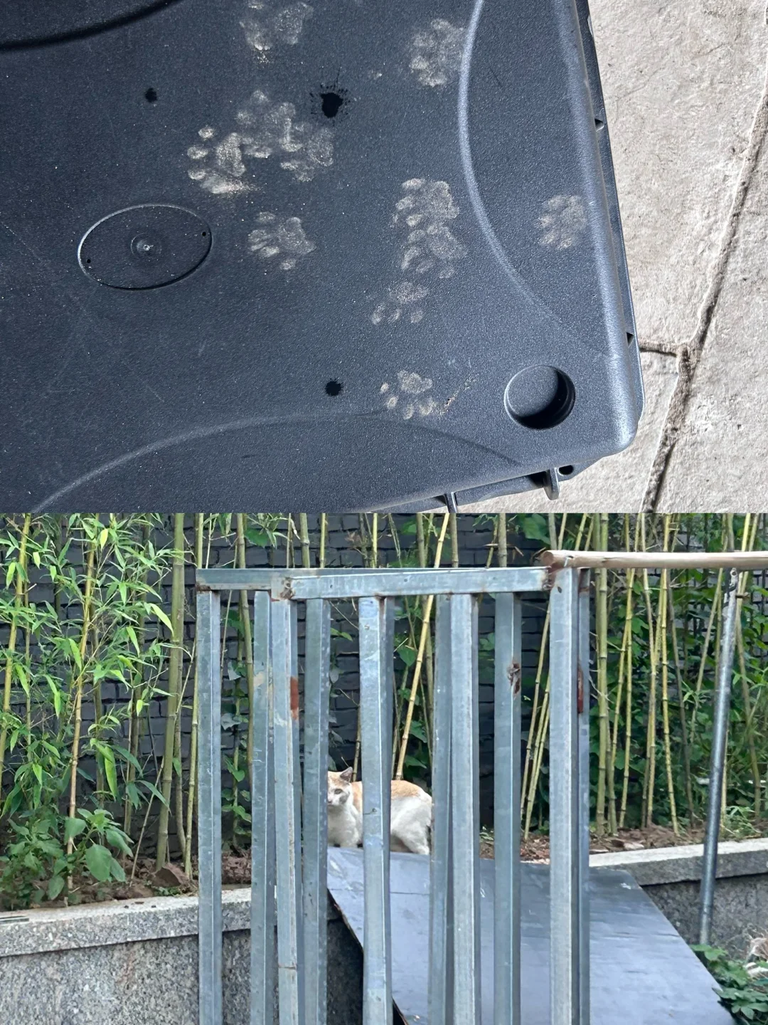 🐱猫猫的脚印ฅ