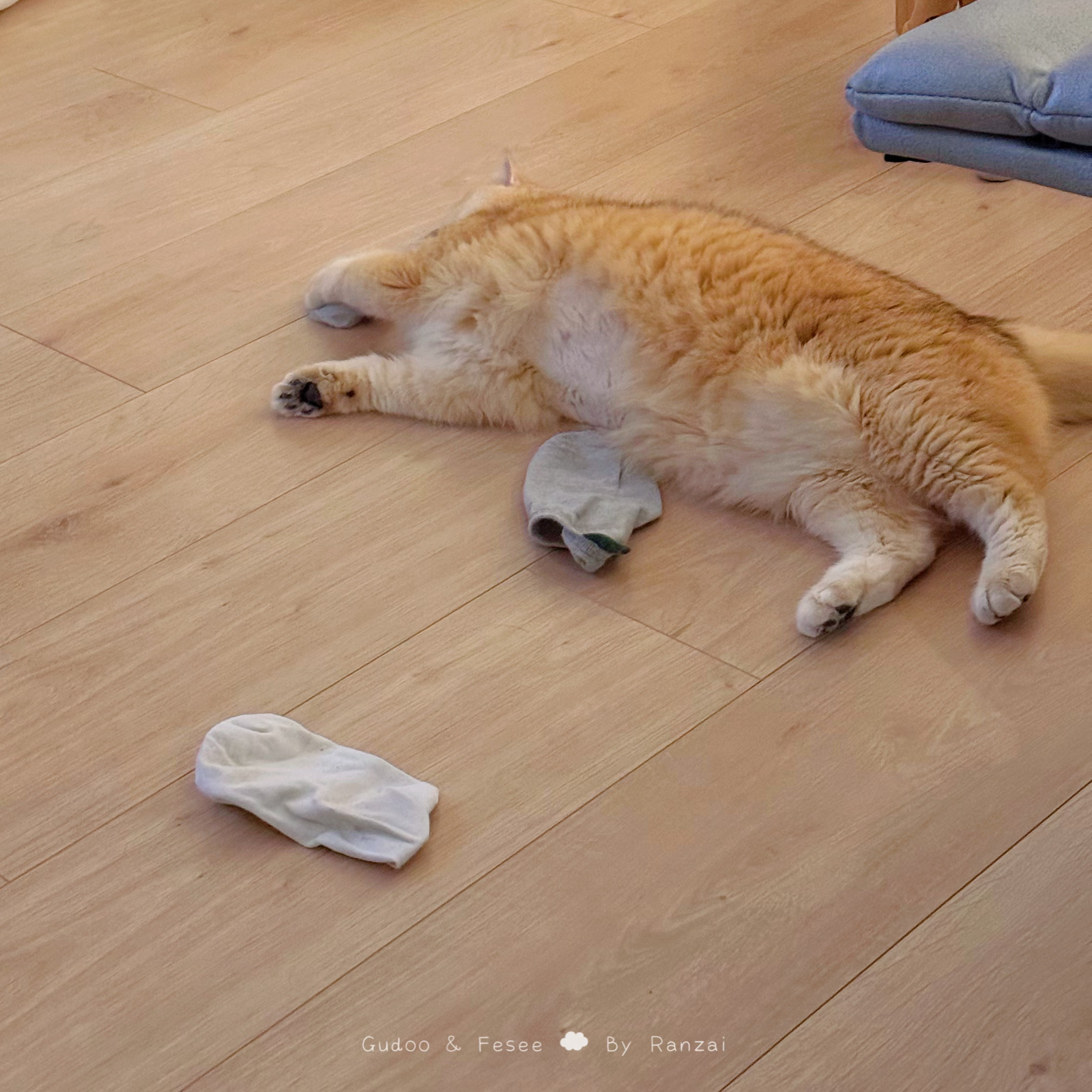这种臭味小猫谁爱要谁要[顶]#喵趣横生# ​​​
