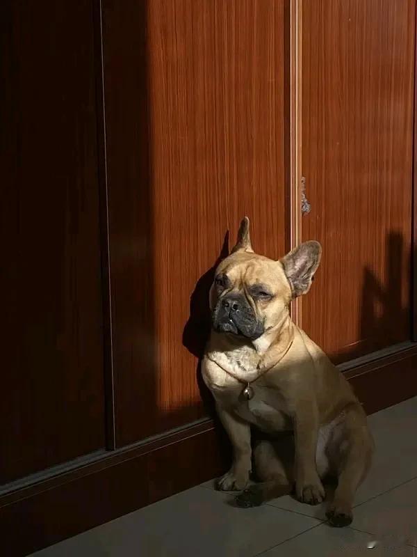 呆呆商标已被申请注册 现在网络热点层出不穷，“呆呆”成功火出圈。1月9日，重庆女