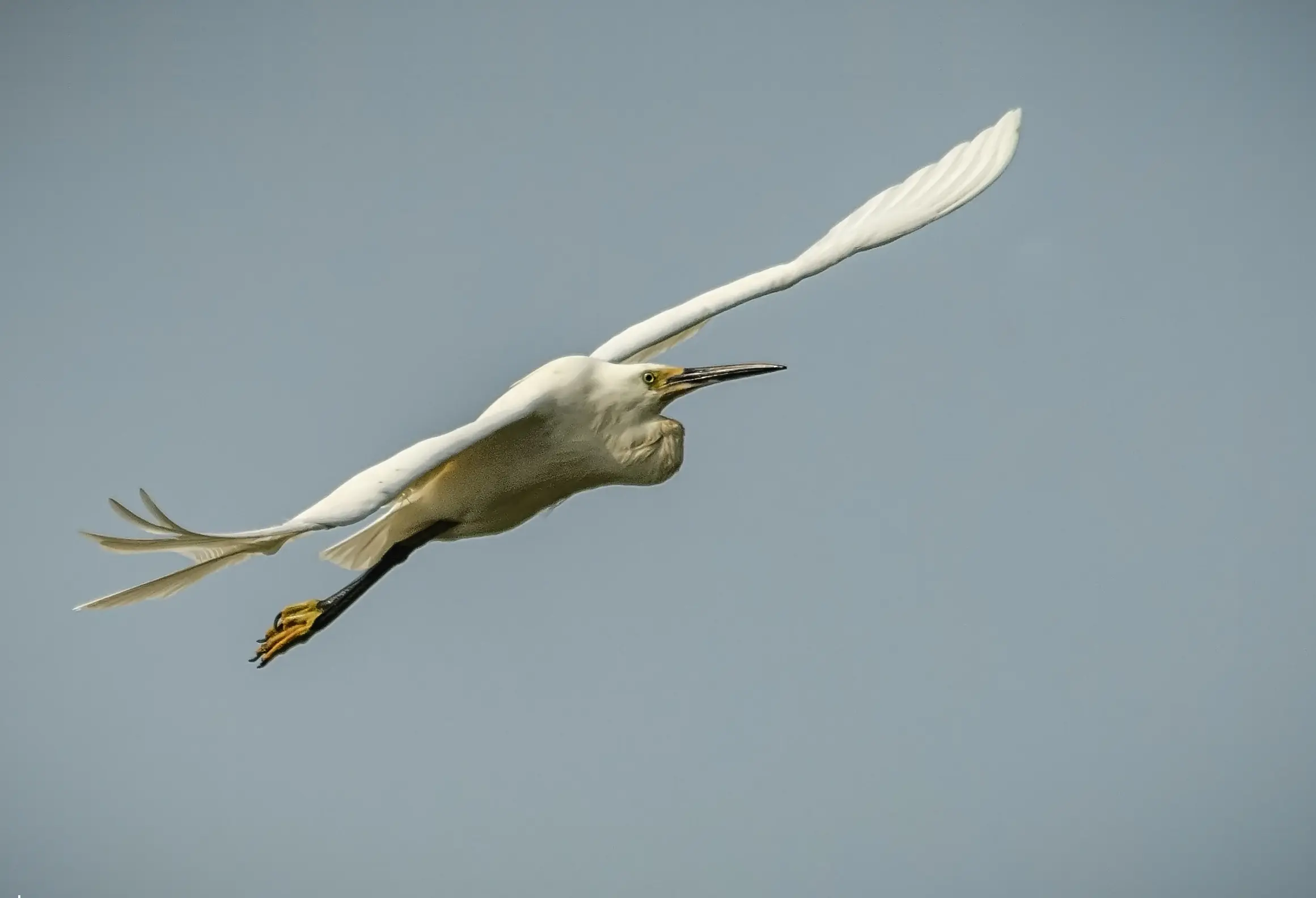 飞翔的小白鹭。白鹭是鹭科白鹭属鸟类的统称，常见种类有大白鹭、中白鹭、小...