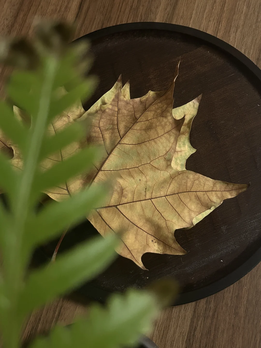🍂留不住的秋天， 就把它捡起来带回家🍂