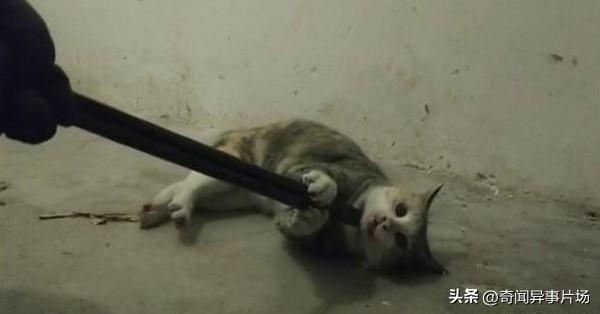 “虐猫”的男生到底该不该同情？他以后大概会成为一个什么样的人？
最近，看大家都在