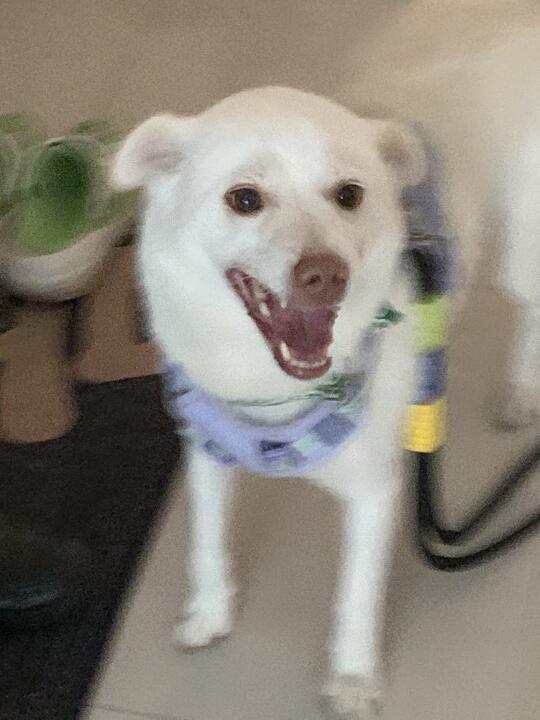 热糊了