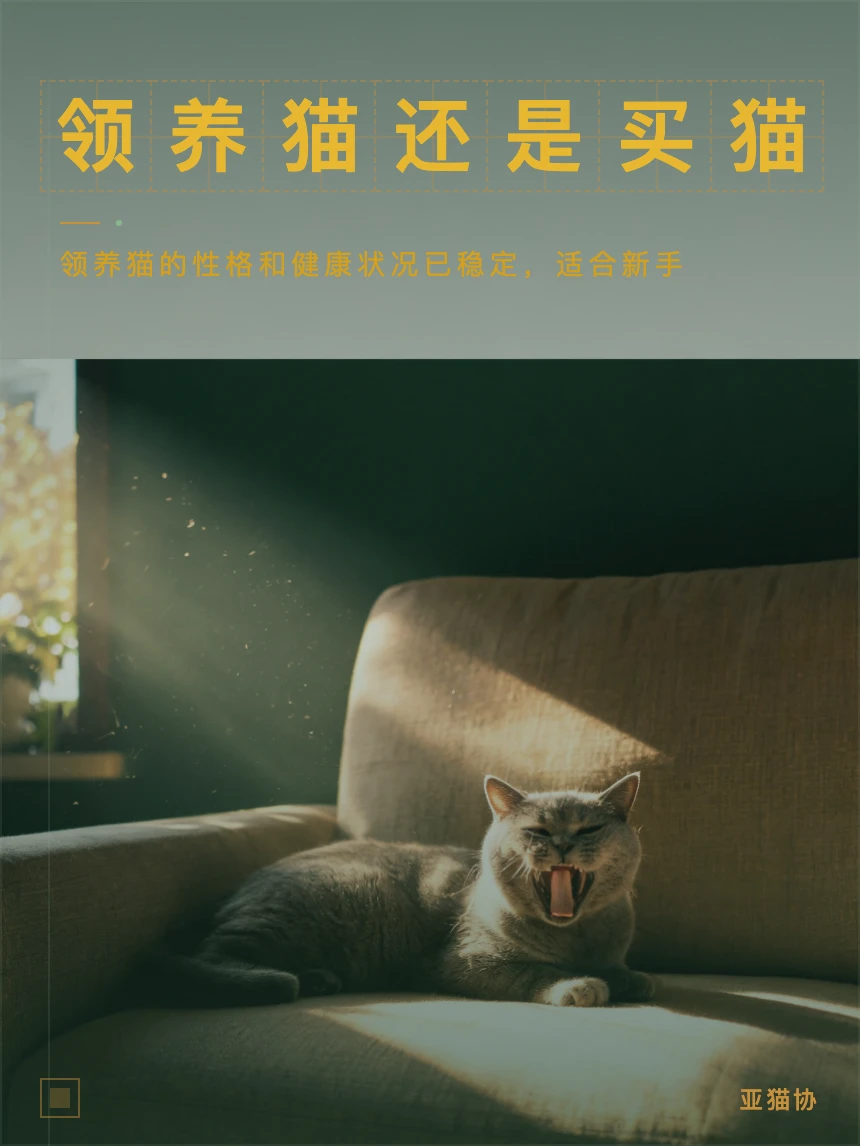 领养代替购买｜有哪些你不知道的好处