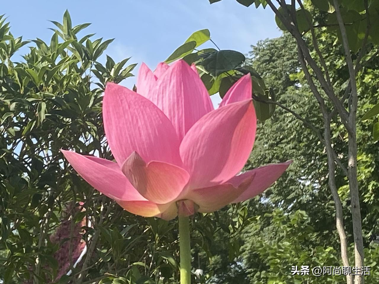 以前总感觉，乡下最不缺的就是人情，可这次回村参加长辈的葬礼，站在熟悉的老宅院里，