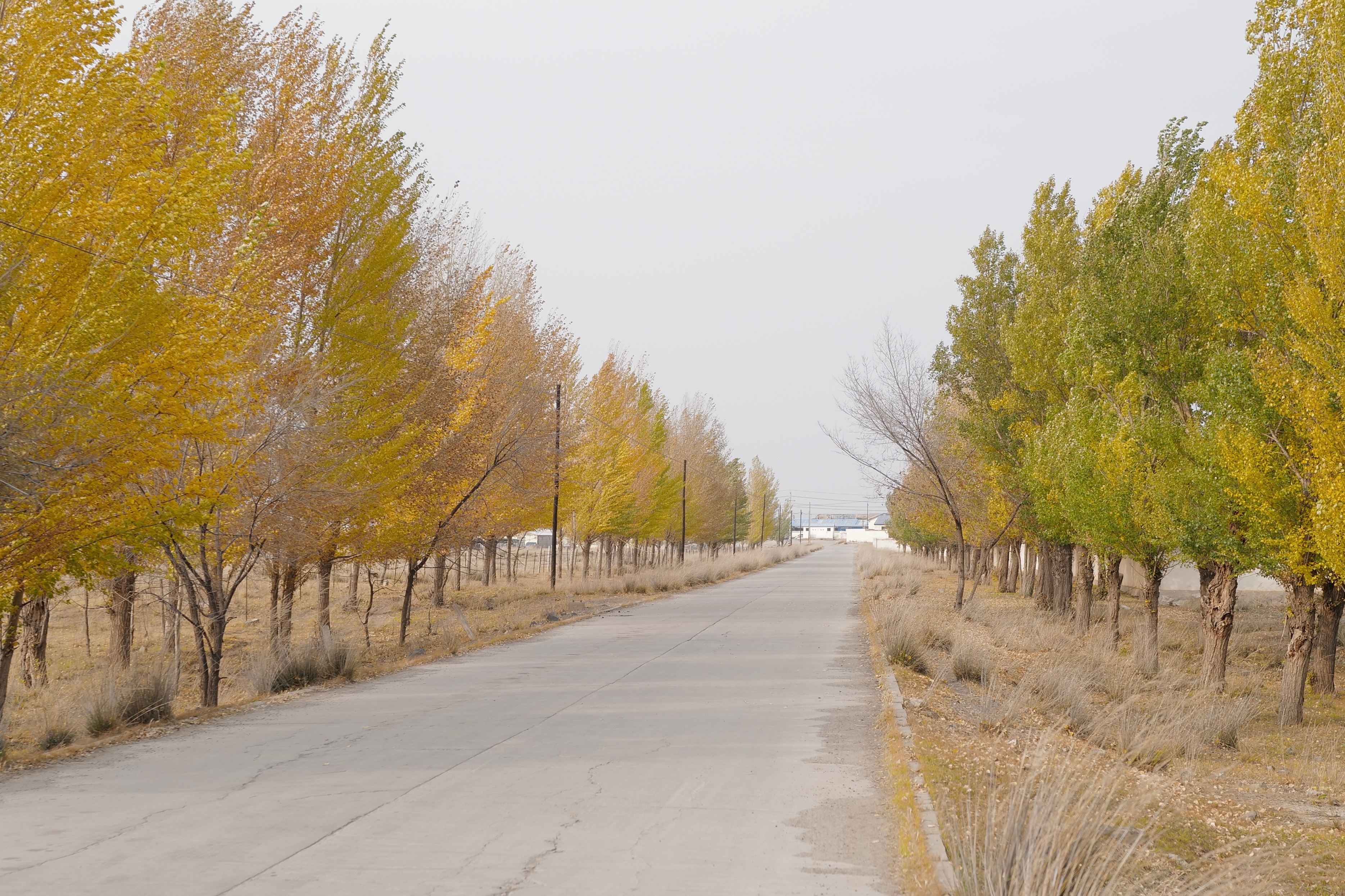 西乌珠穆沁旗吉仁高勒镇，有浩齐特部王公所设佛教庙宇遗存。街上无人，安静，风打树叶