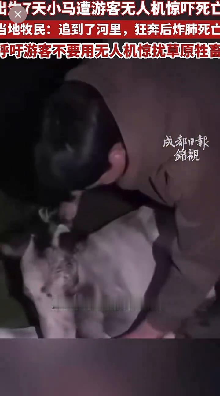 出7天小马遭游客无人机惊吓死亡。当地牧民：追到了河里，狂奔后炸肺死亡。呼吁游客不