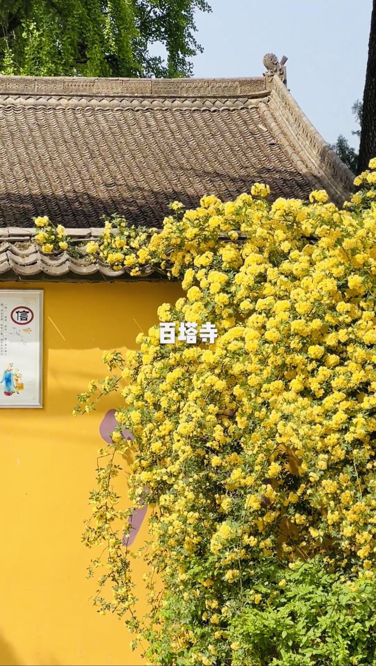 【西安春季赏花地图】🌸一个月后美到窒息。📍 **曲江池西路**  ...