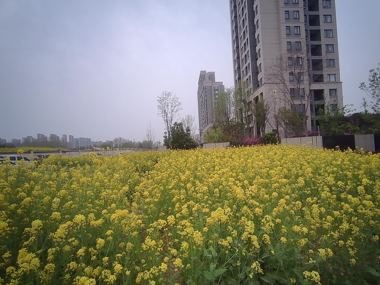 城市中的小确幸，徜徉在盛开的油菜花田中，感受春天的气息，享受大自然带来的治愈风景