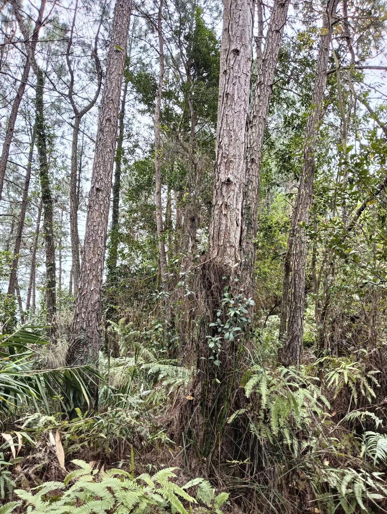 清坟草村里一个挣到钱的年轻人，以150元一座坟墓的价钱，提前请人给祖先的坟墓除了