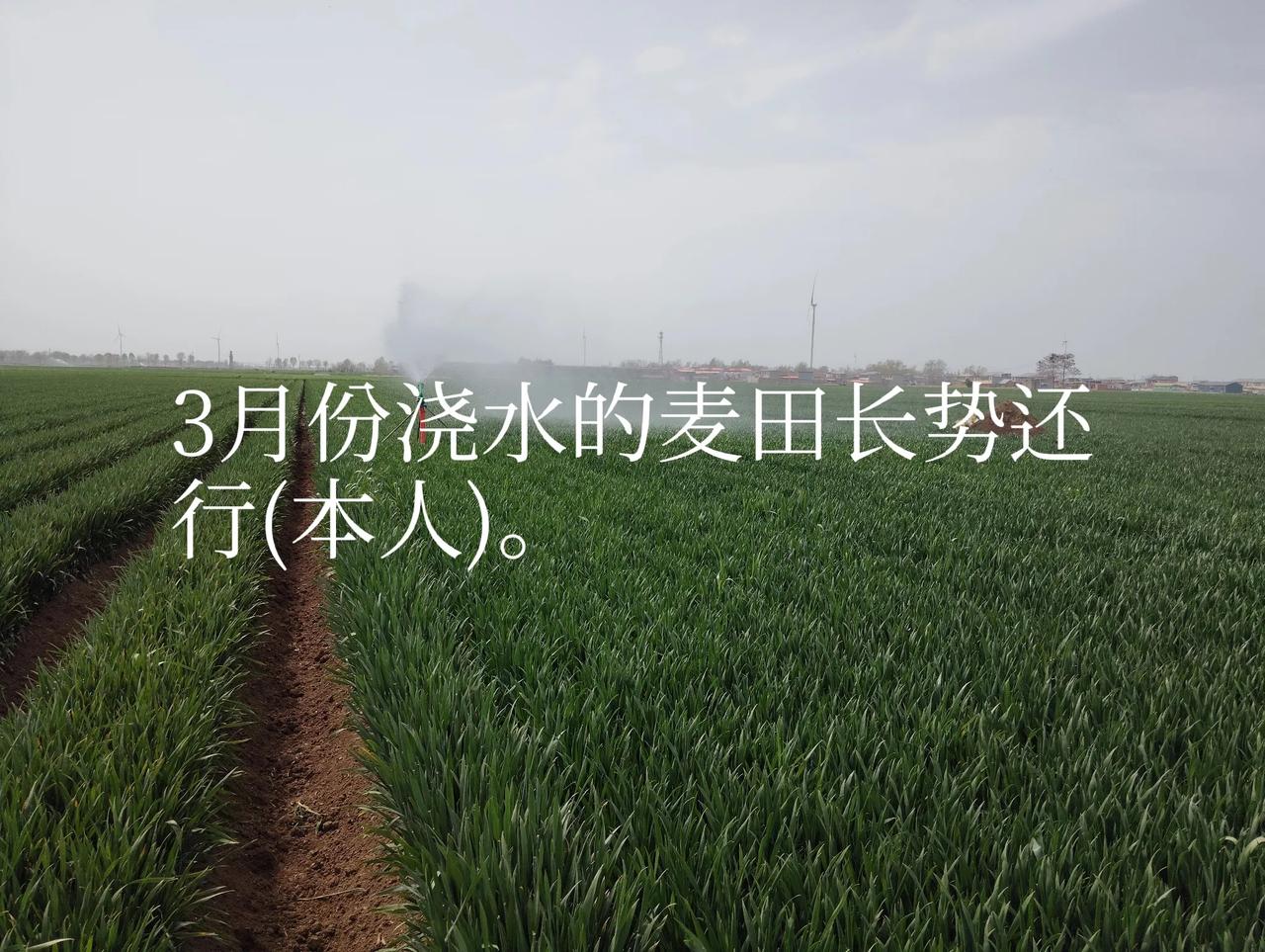 今年小麦生长形势(收成)欠佳，其主要原因是干旱所致，有条件适时浇水，情况会好些。