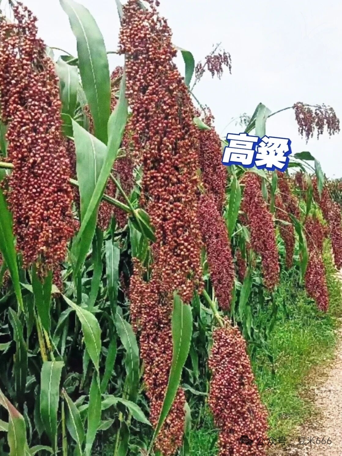 感谢上苍给人类以食物。食物语 南京