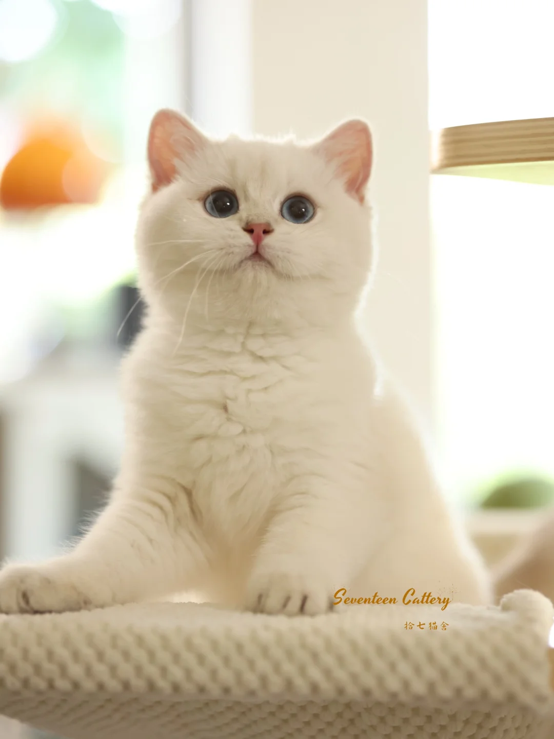 棉花糖小妹｜蓝金点✨