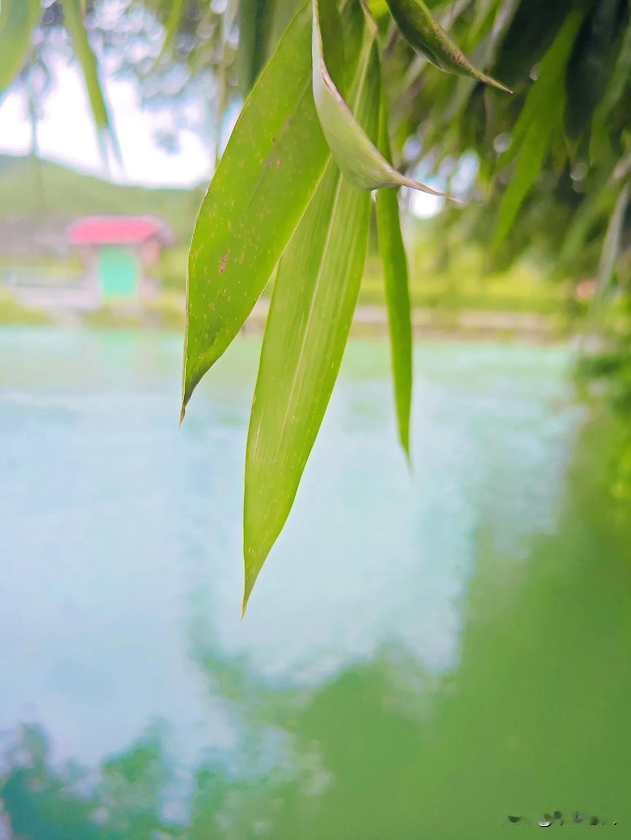 夏去风不凉
秋来水无痕
#随手拍摄的花草树木#