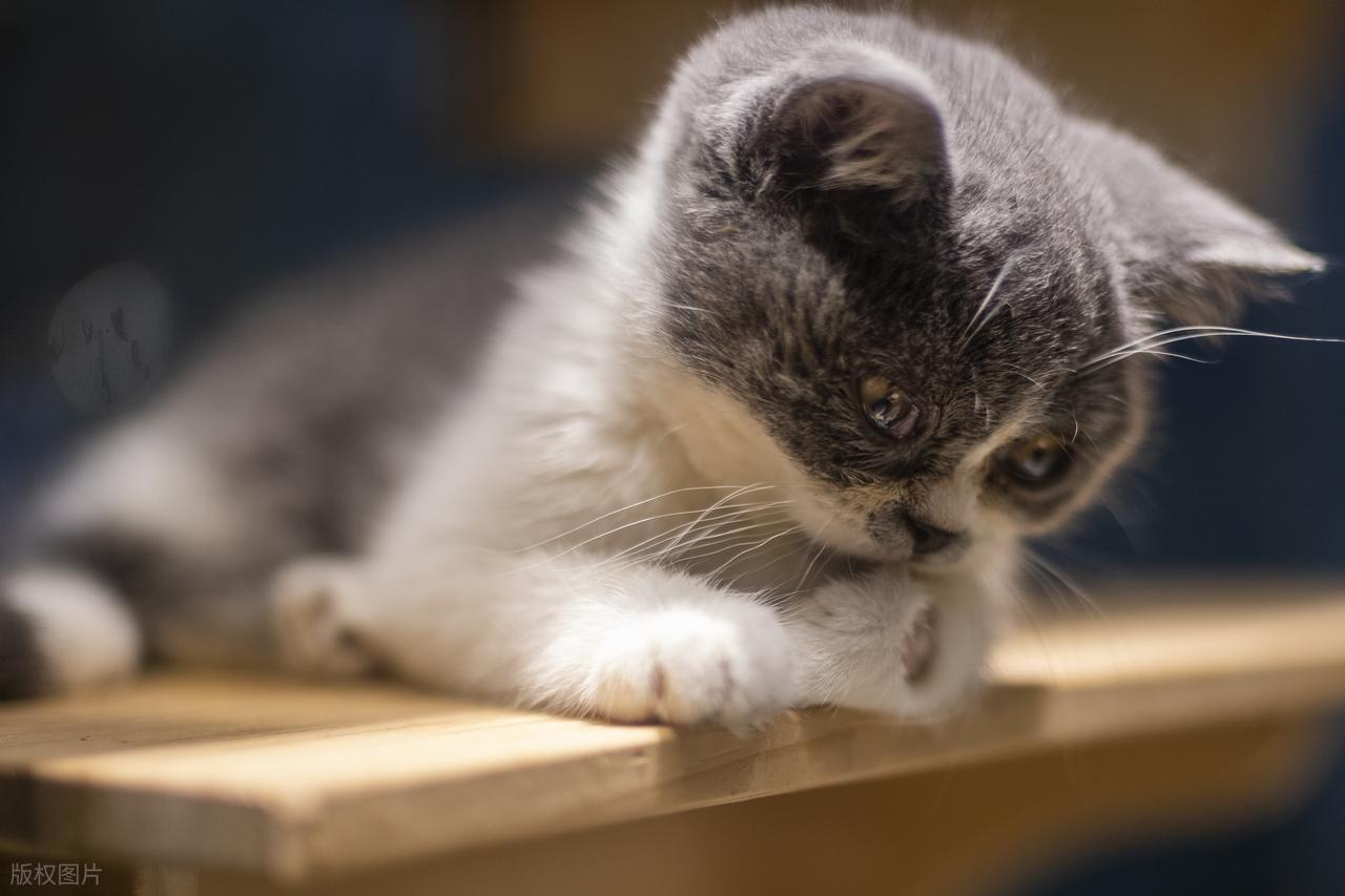 上海一位女士带猫赴友约时误以为猫丢失，情急之下花 8800 元雇佣专业找猫团队，