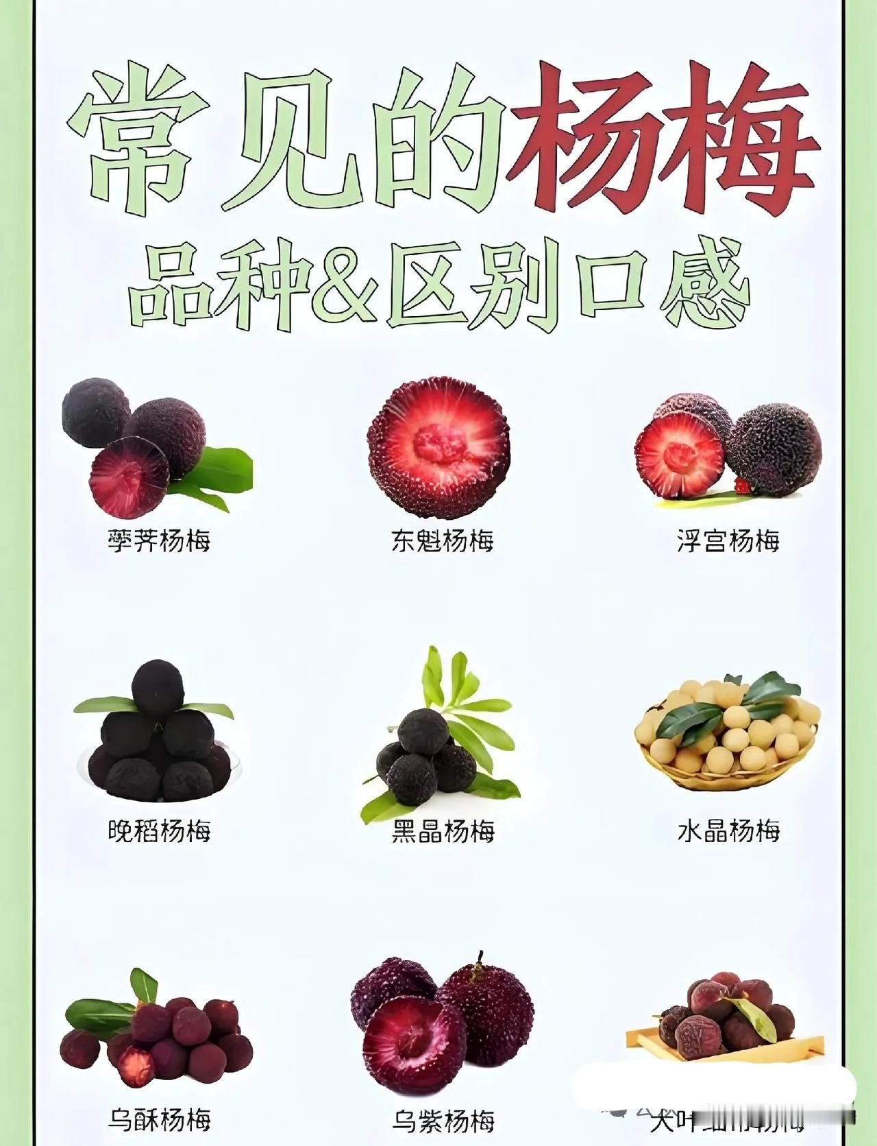 🍒 常见杨梅品种大揭秘，哪种口感最赞？