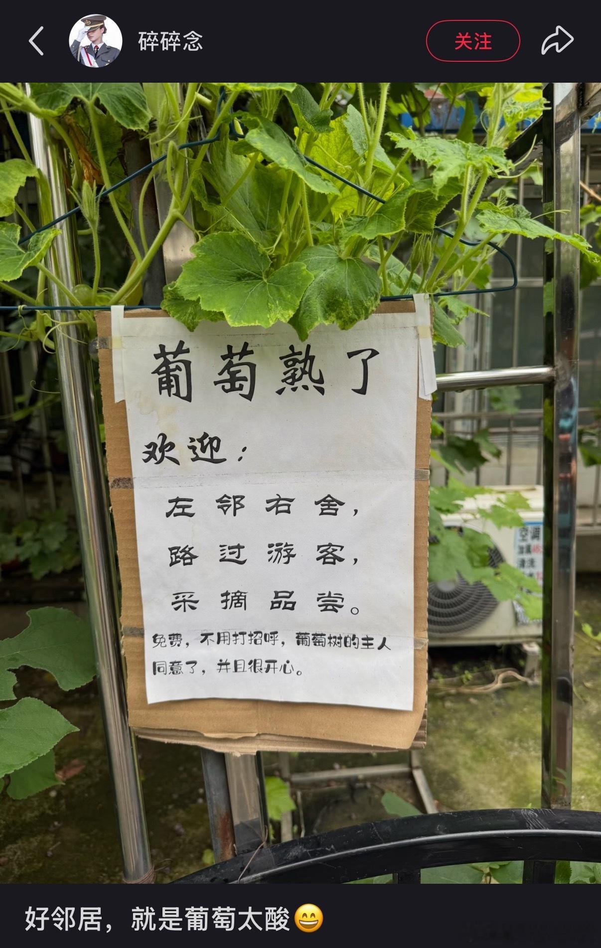 葡萄树的主人：终于上当了