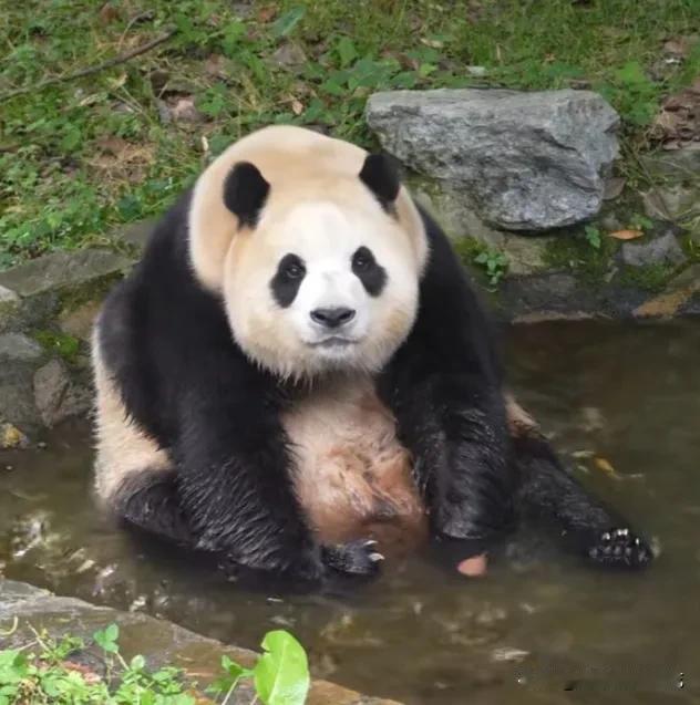 福宝挺会享受生活，天热了，坐在水池里玩玩水，洗洗脸，泡一泡，好凉快好舒服呀！[比