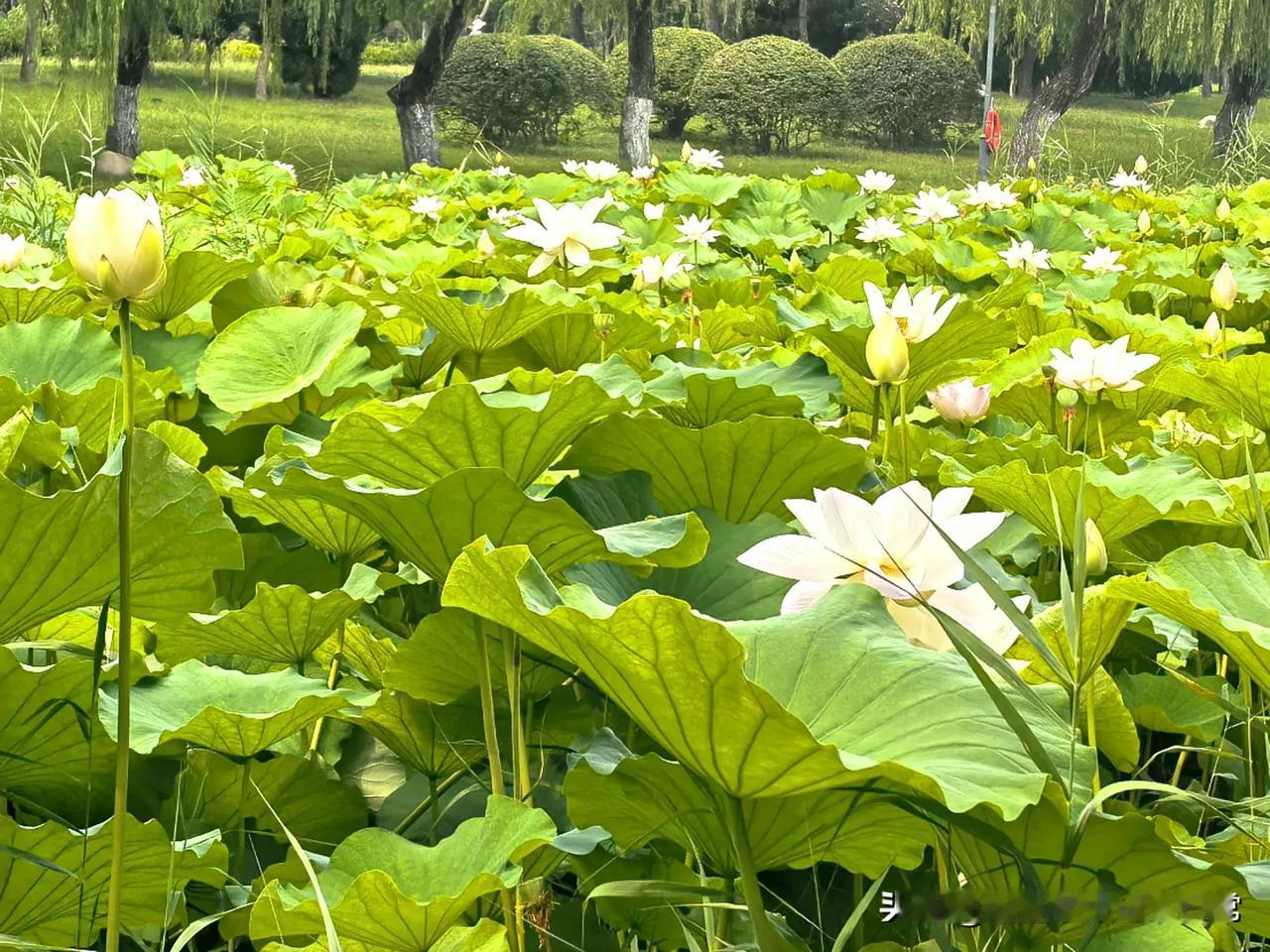 晨跑10公里，太厉害了[赞][赞][赞][赞][赞]我只能坚持晨跑一公里[捂脸]