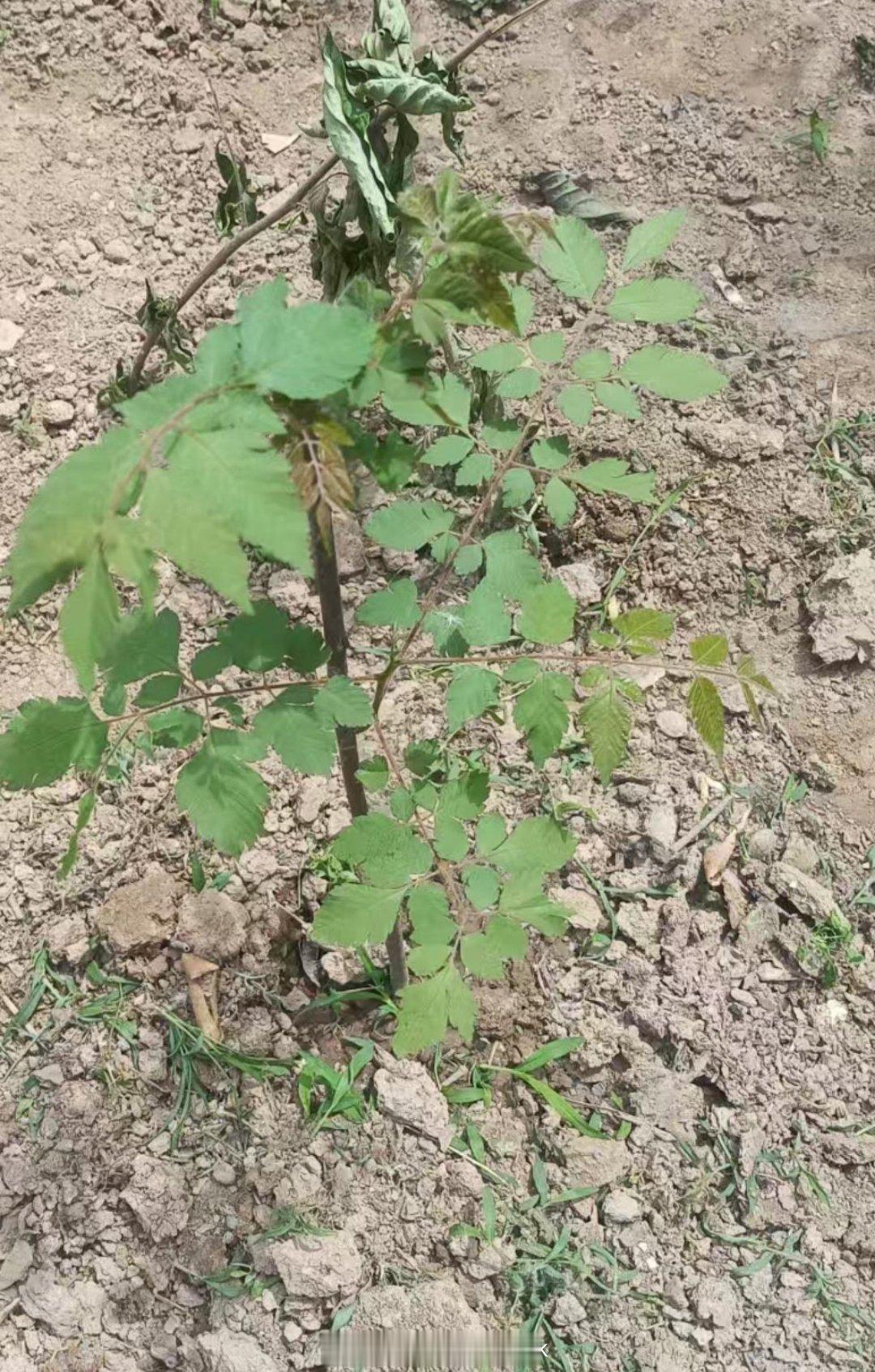 网上买的苹果树，又被黑心商家套路了 