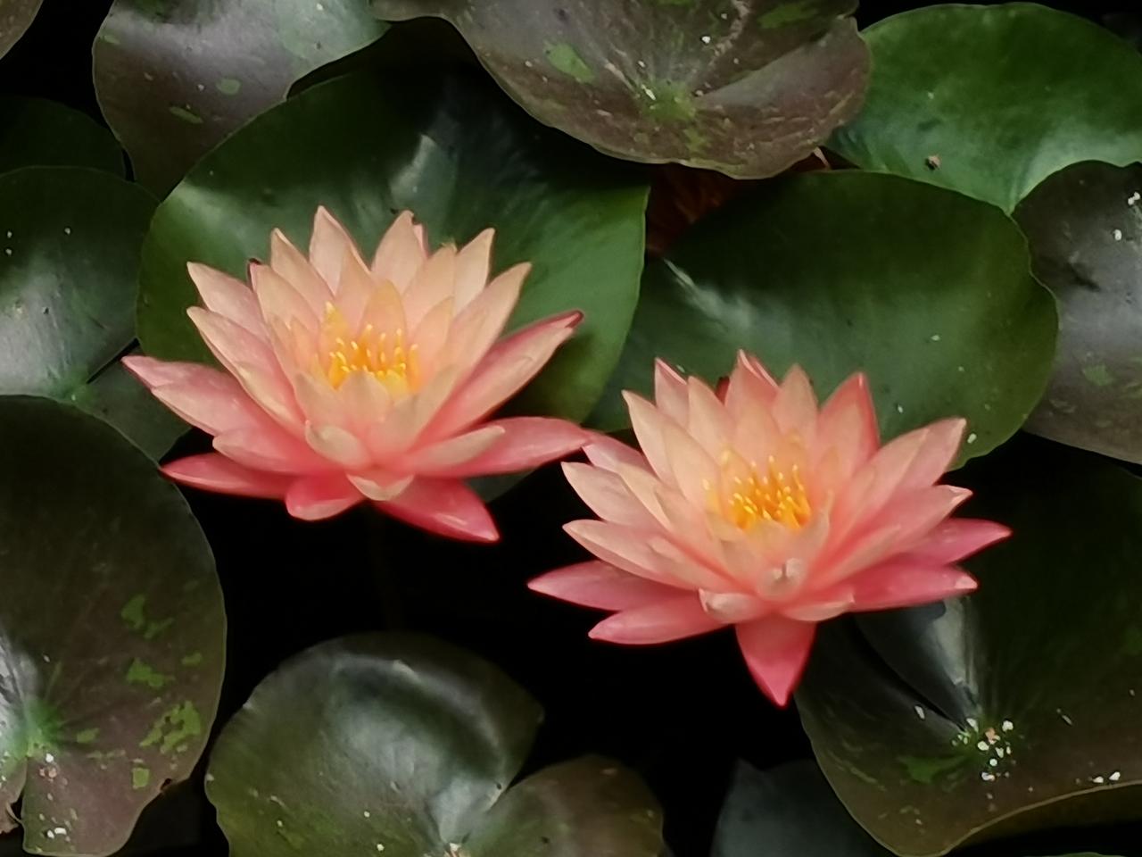 分享一个随手拍的小花莲花之美，荷花之秀，如出水芙蓉，天姿国色。（手机拍照）