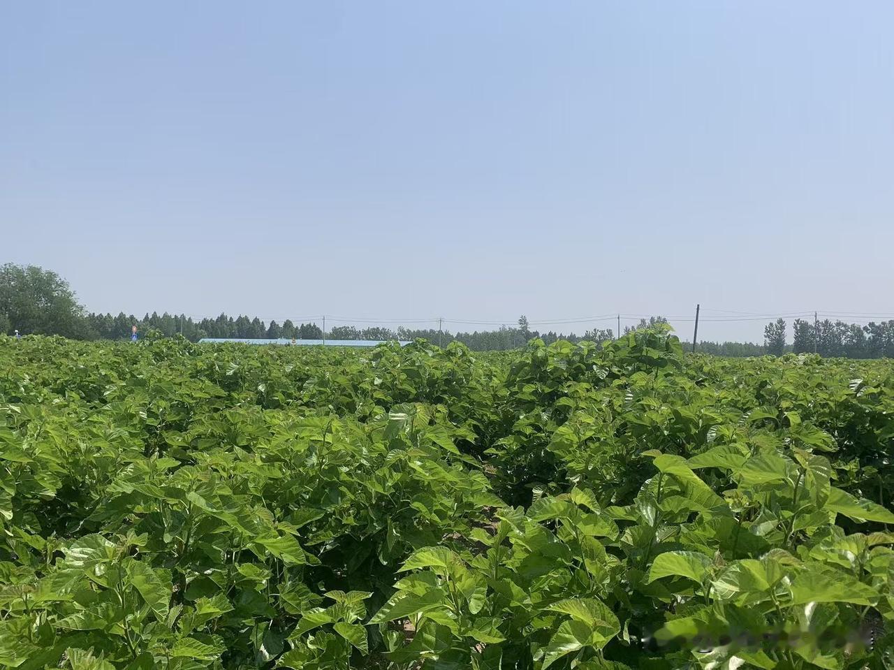 又到了吃桑椹的季节
摘来的桑椹可以直接吃还可以熬成桑葚酱！
反正我是都做到了！