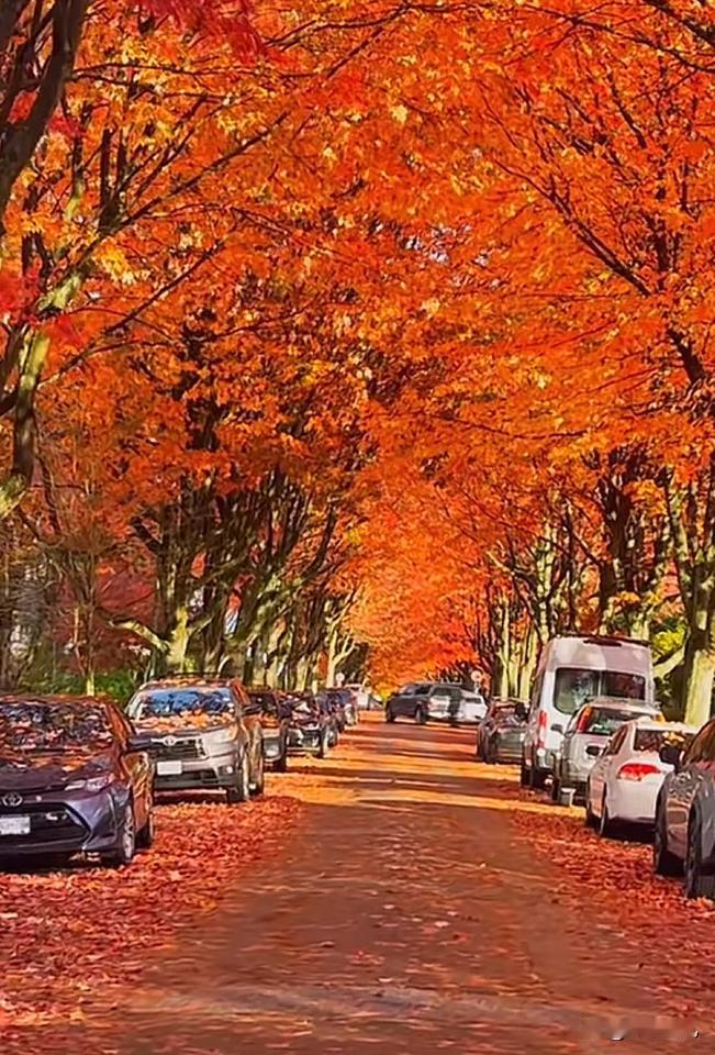 这是历史做出的选择
近期双方互动挺频繁的。
2025年是中加建交25周年。
20