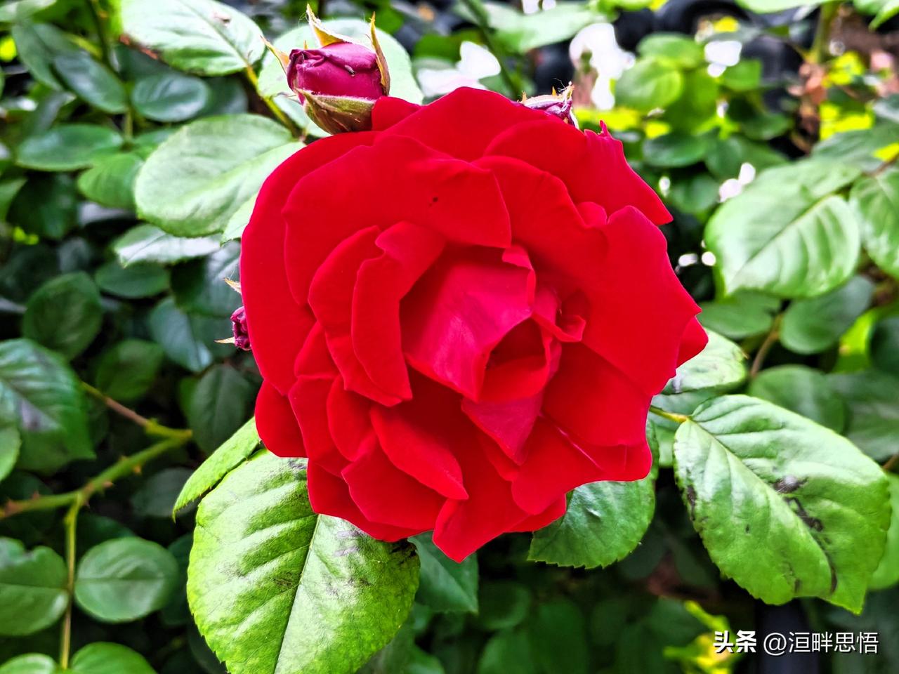 惊艳的红色月季，绽放在绿叶之间，美不胜收！🌹💚