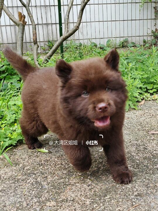 山牛红土松弟弟，棕熊仔来啦