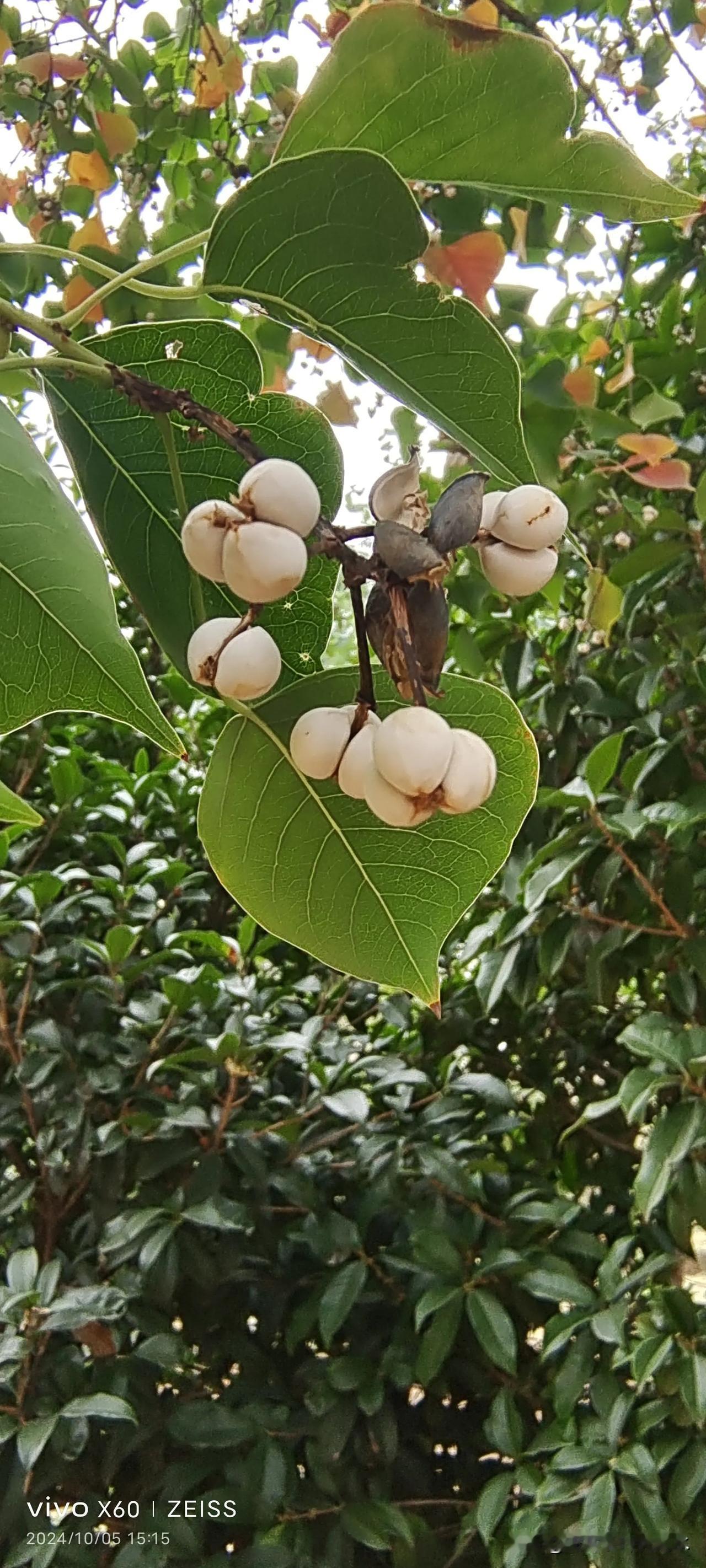 #随手拍的叶子花分享#