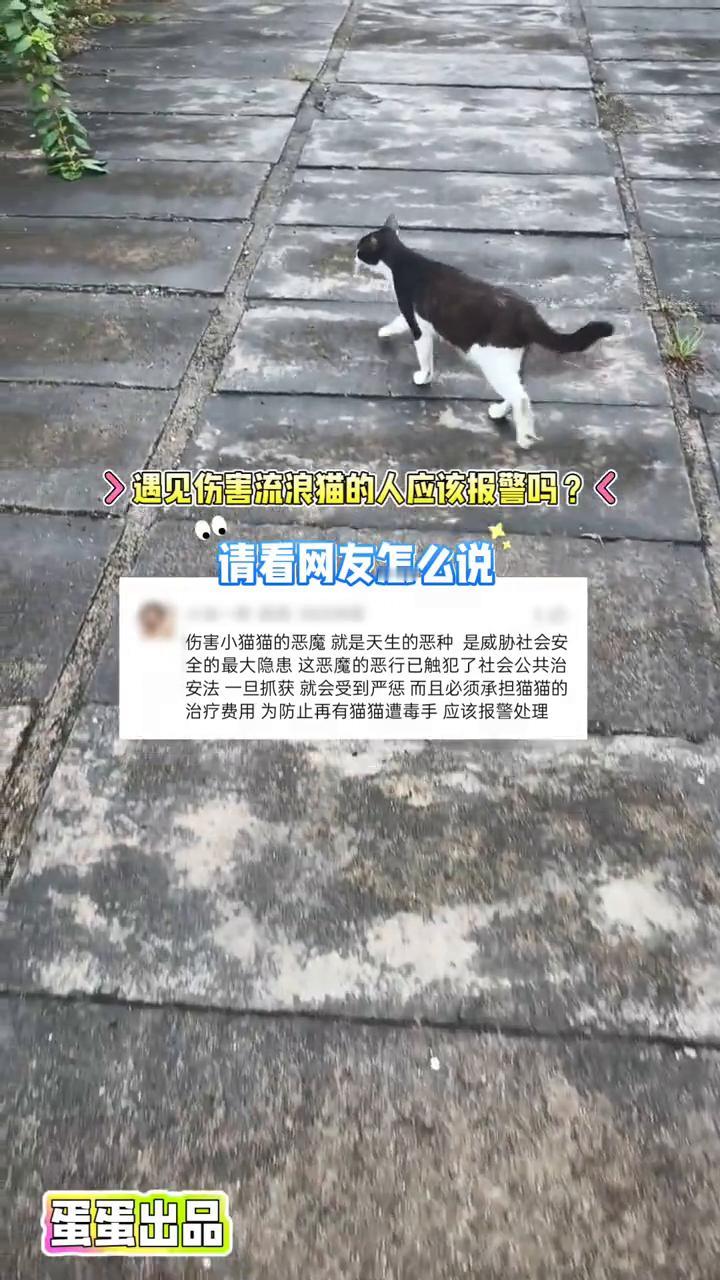 遇见伤害流浪猫的人应该报警吗？请看网友怎么说。
蛋蛋出品。
伤害小猫猫的恶魔就是