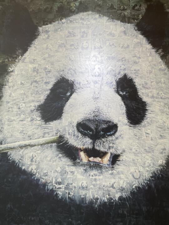 大熊猫-好喜欢这张黑白🐼
